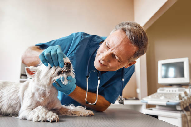 Best Emergency Tooth Extraction in Burnettown, SC